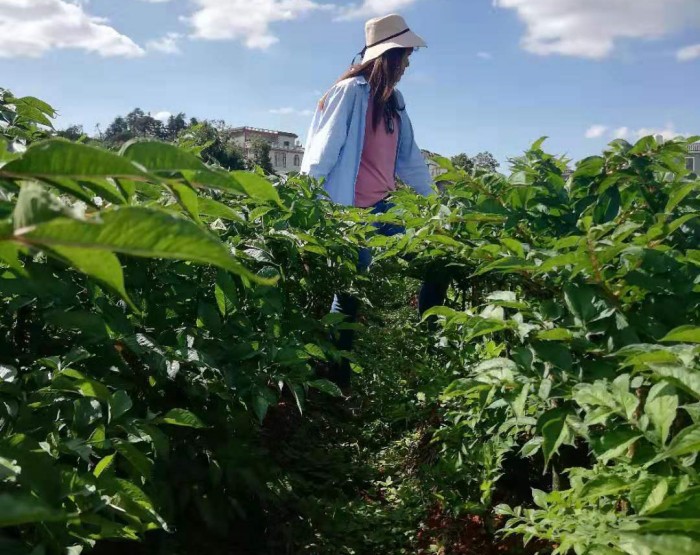 ��ֲ����չʾ