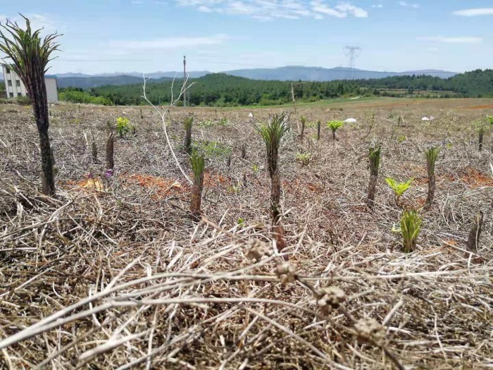 ��ֲ����չʾ