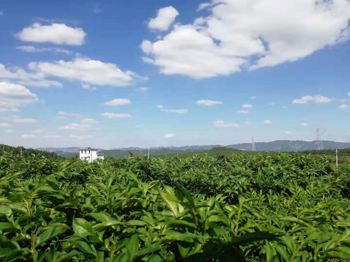 ��ֲ����չʾ