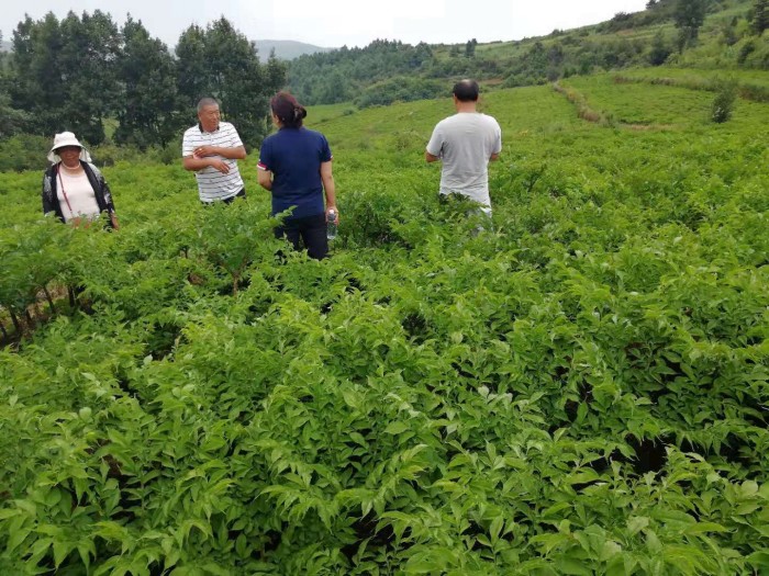 ��ֲ����չʾ