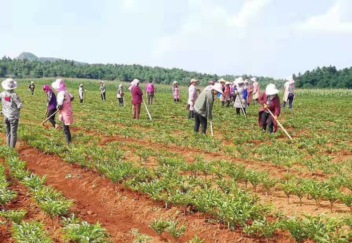 ��ֲ����չʾ