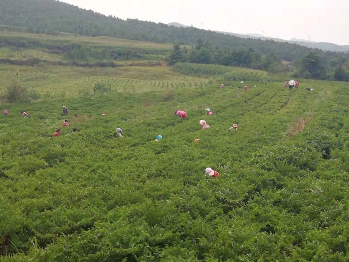 ��ֲ����չʾ