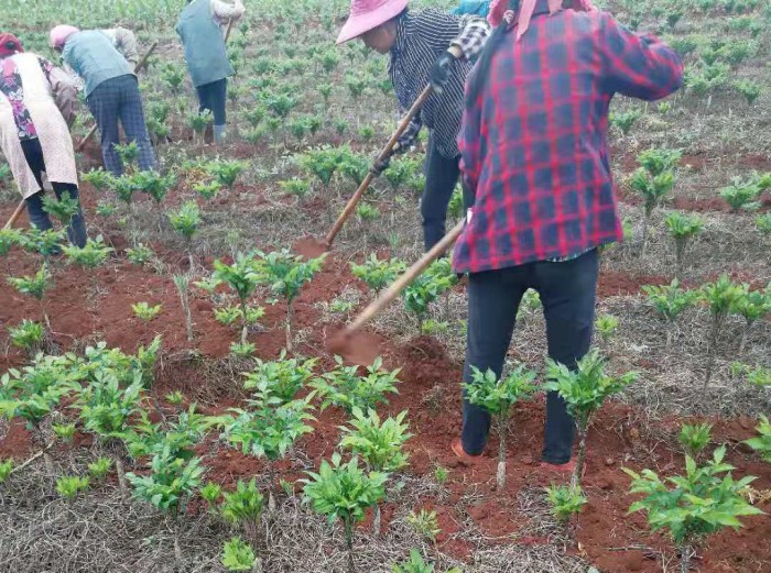 ��ֲ����չʾ