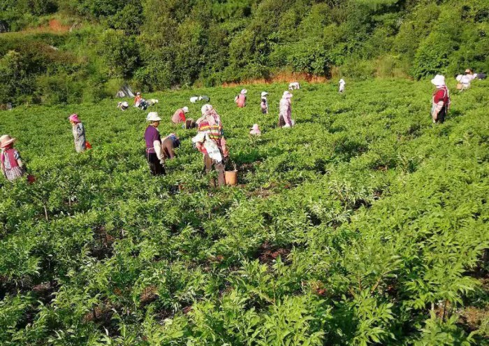 ��ֲ����չʾ