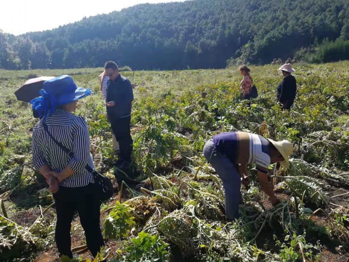 ��ֲ����չʾ