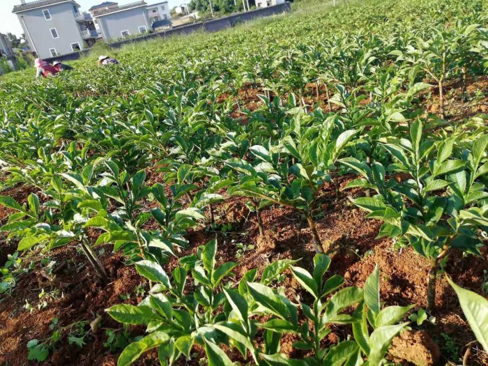 ��ֲ����չʾ