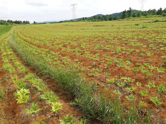 ��ֲ����չʾ