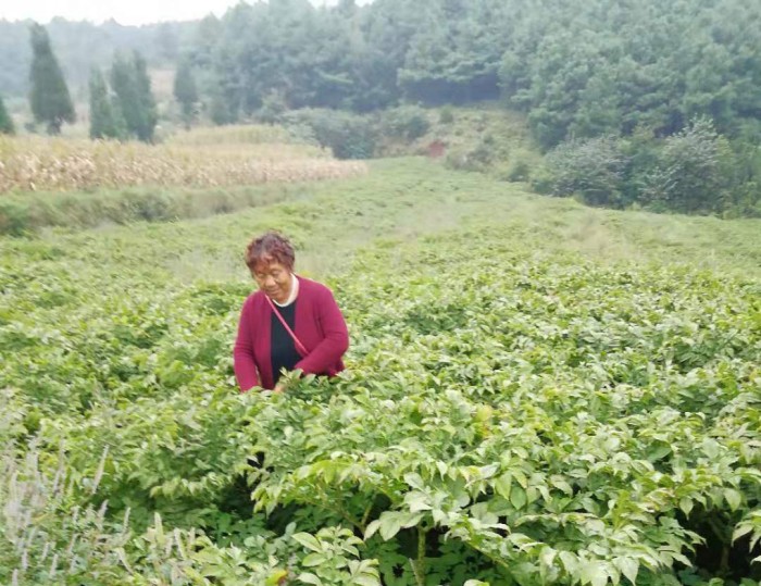 ��ֲ����չʾ