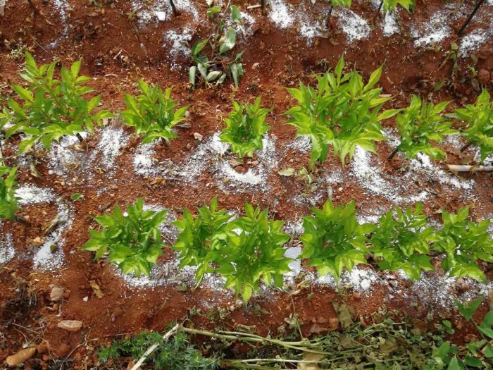 ��ֲ����չʾ