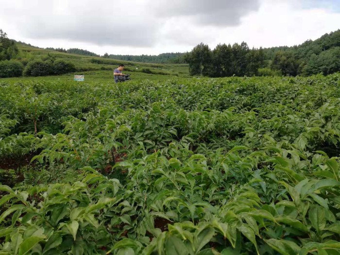 ��ֲ����չʾ