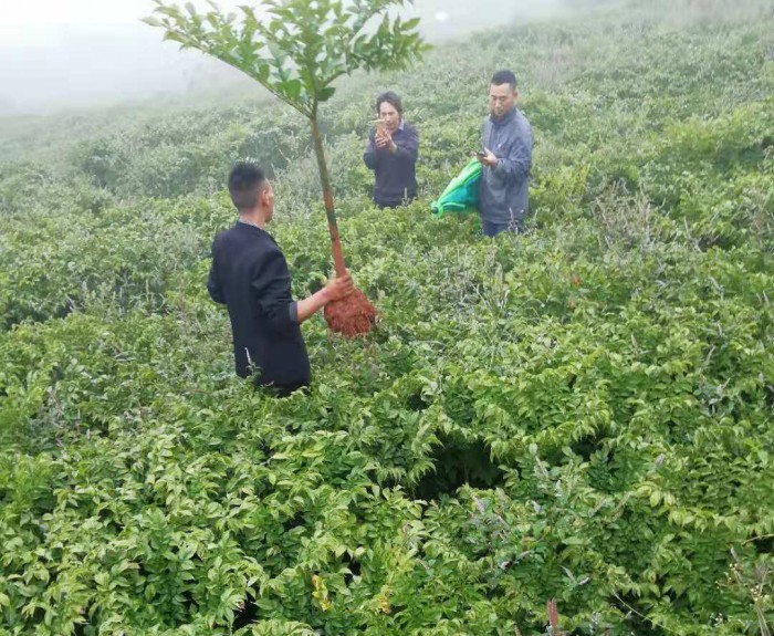 ��ֲ����չʾ