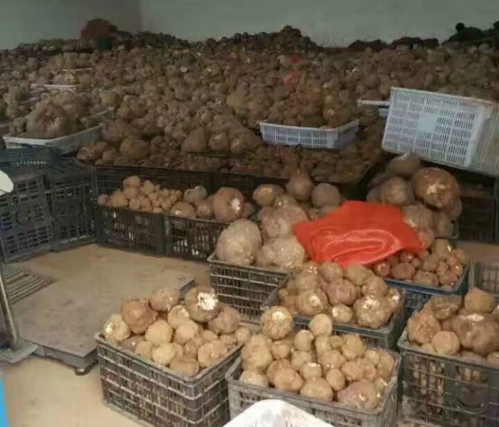 ����ħ��