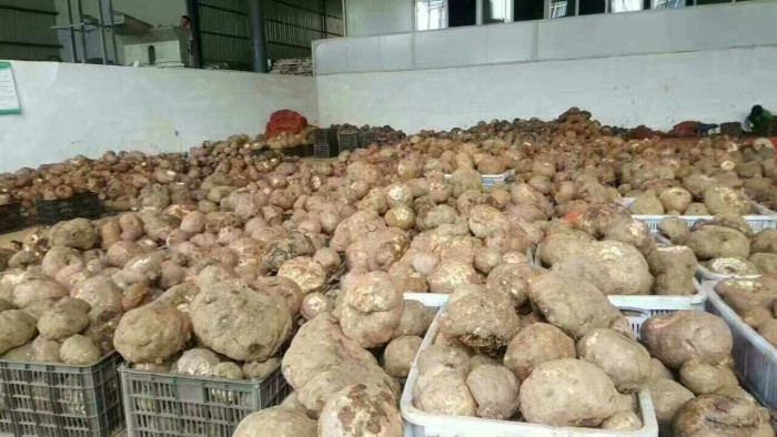 ����ħ��