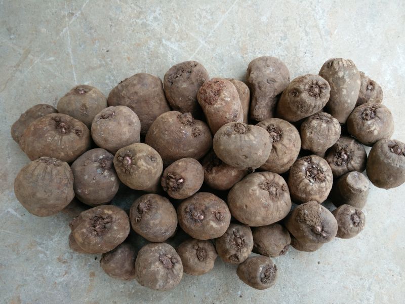 ����ħ��