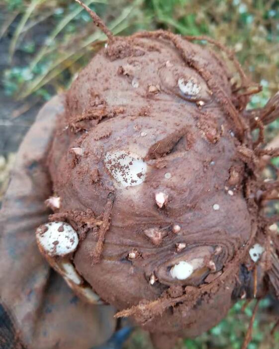 ����ħ��